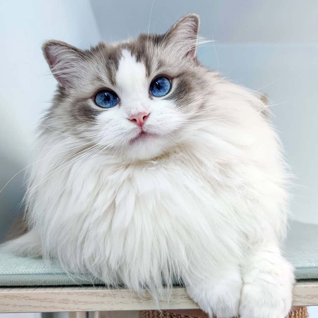 Large Cat Breeds 5 Cat Breeds You Wish You Owned Bsb