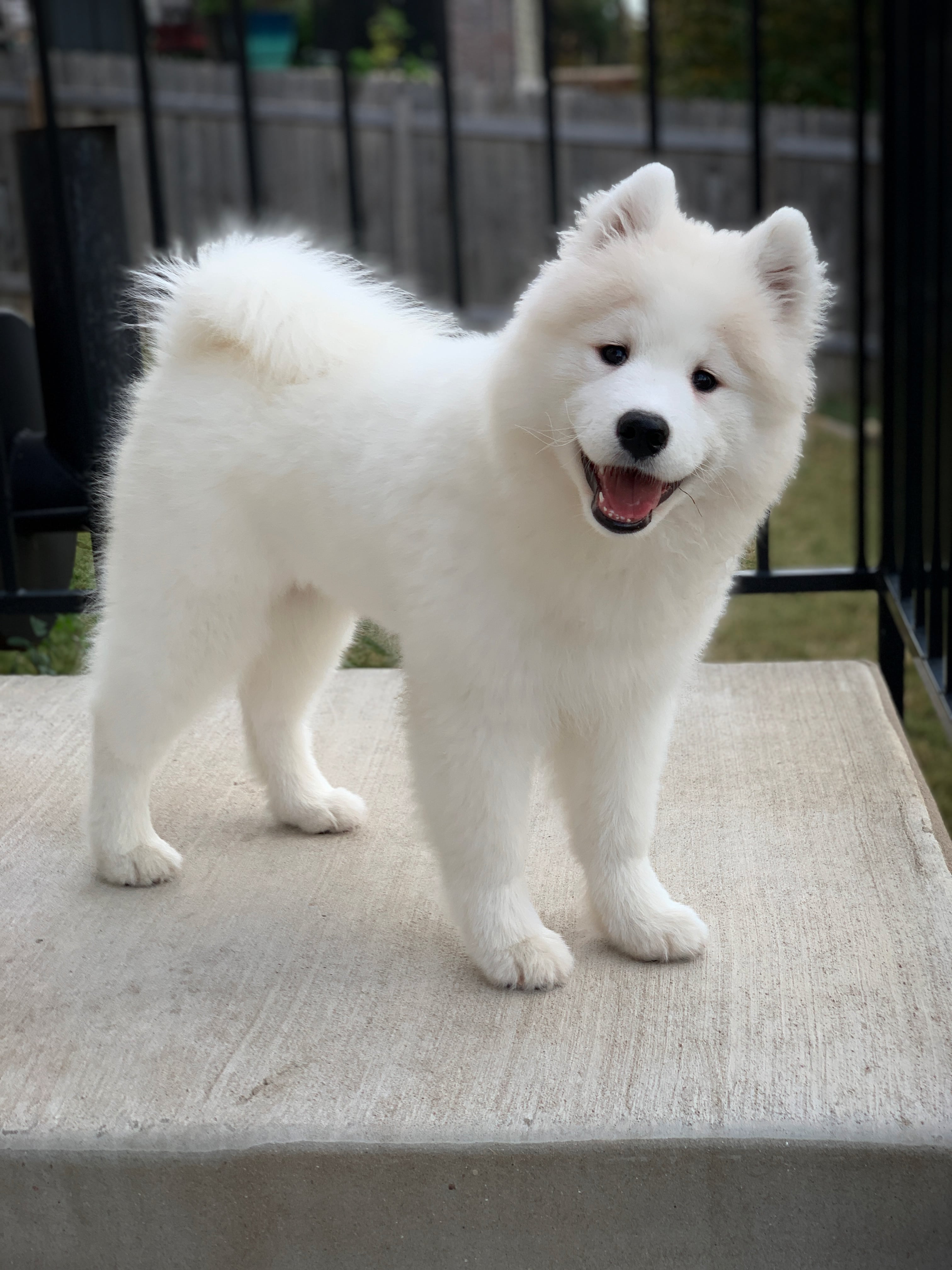 cute fluffy dog