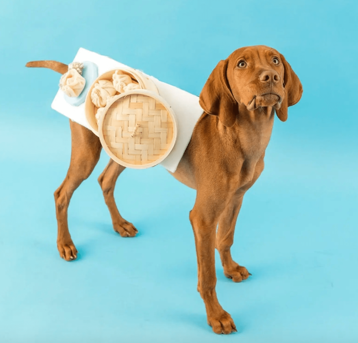 Funny Dog Costumes