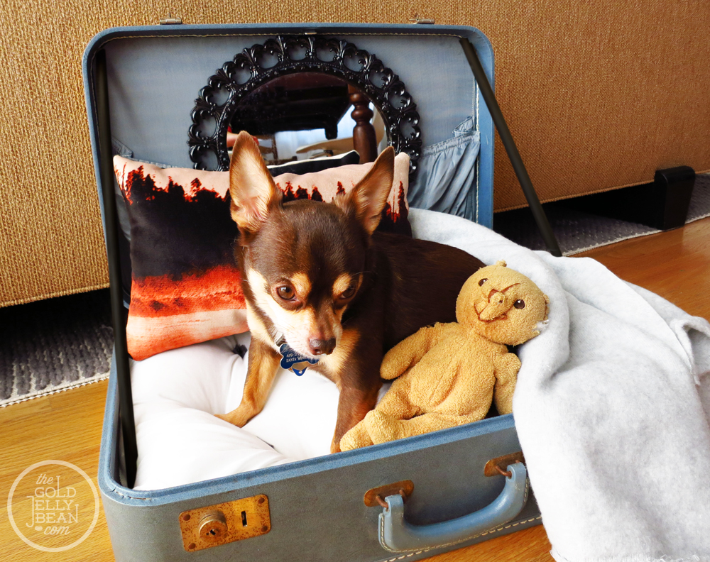 dog beds dog beds