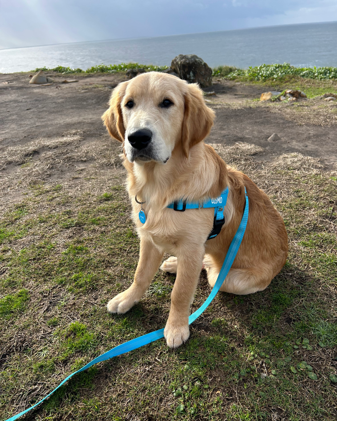 Dog wearing a personalised dog harness from Bright Star Buddies