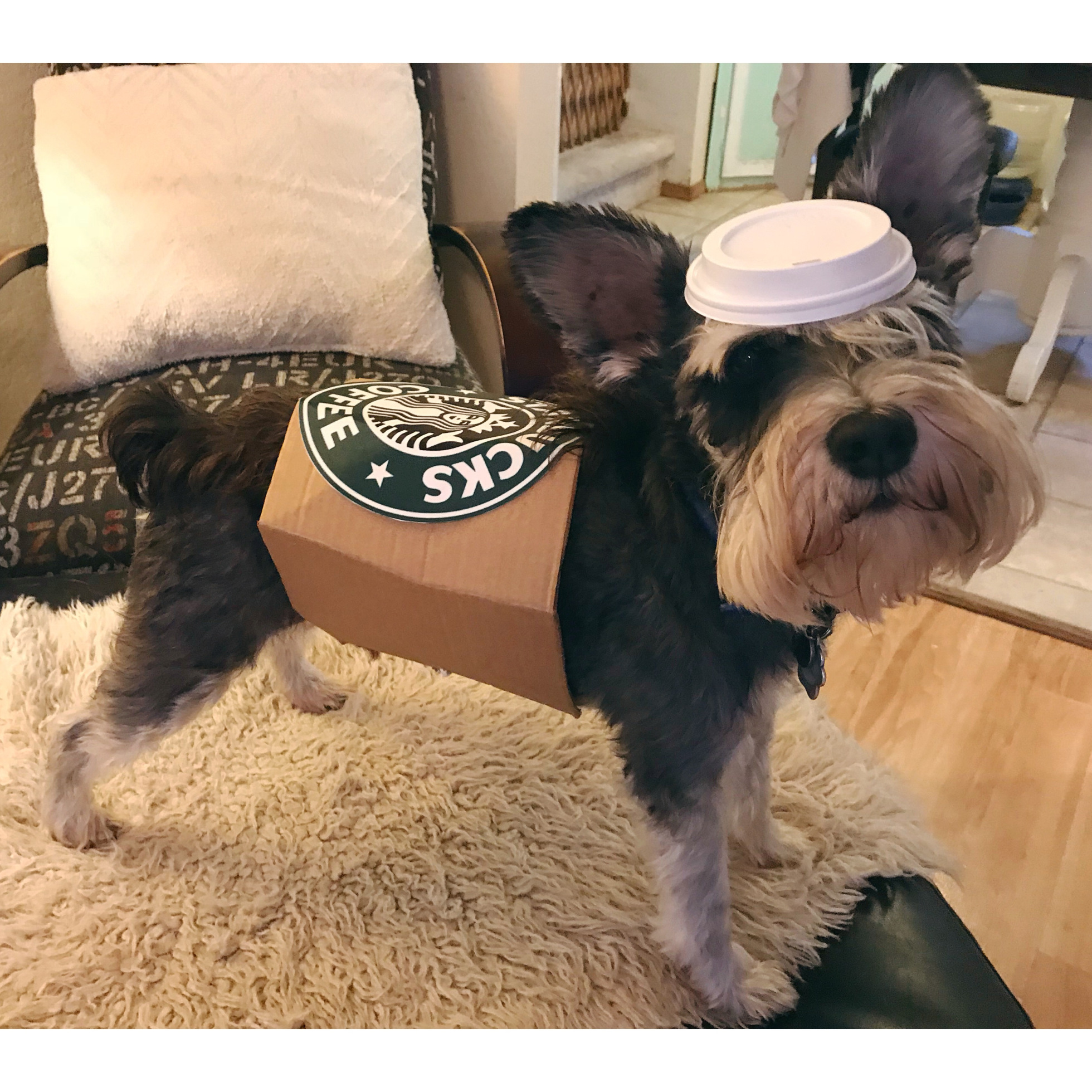 Funny Dog Costumes Funny Dog Costumes