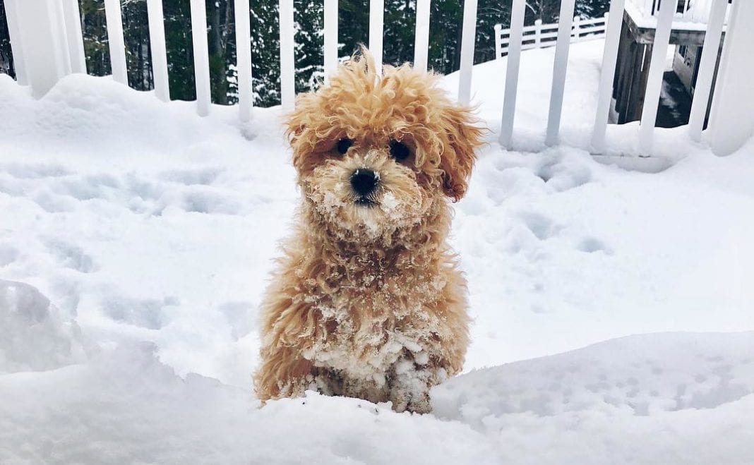 Teddy Bear Dog