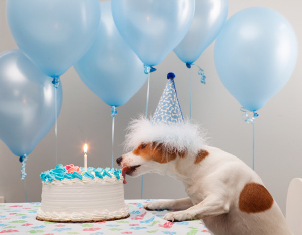 Dog Birthday Cake