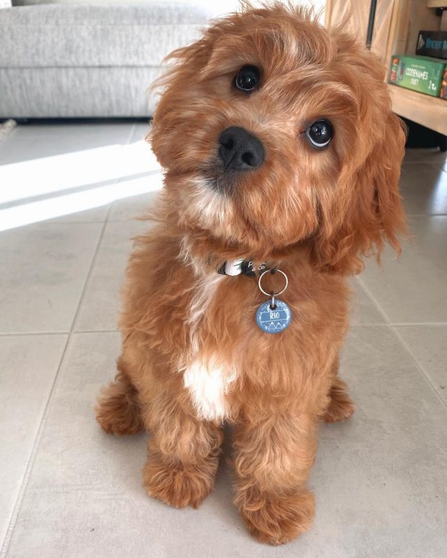 Top 10 Cutest Dog Breeds - BSB