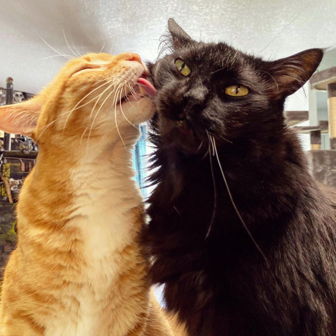 International Cat Day