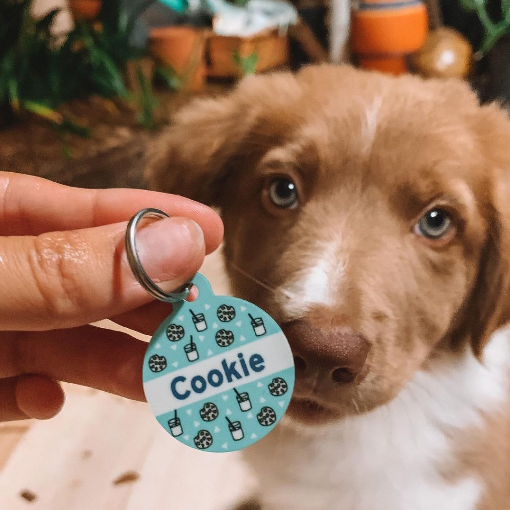 8 Cute Dessert Names For Dogs To Tickle Your Tastebuds BSB 8-cute-dessert-names-for-dogs-to-tickle-your-tastebuds-bsb