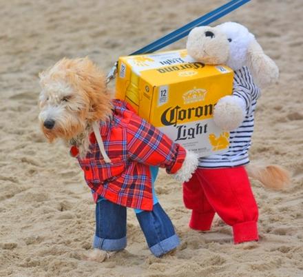 Funny Dog Costumes: DIY Dog Costume Ideas - BSB