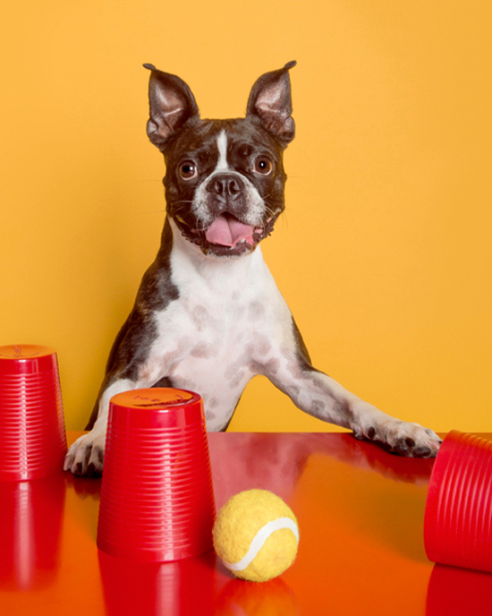 Dog Activities Dog Activities