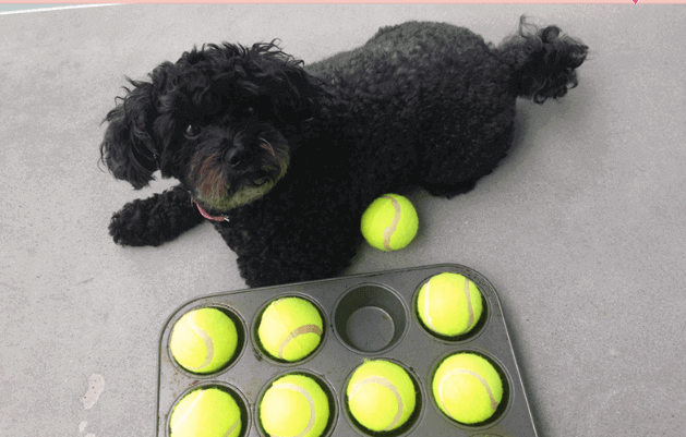 DIY Dog Toys DIY Dog Toys