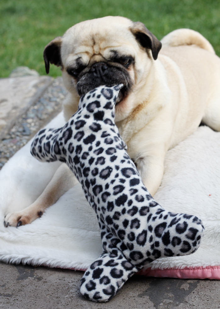 DIY Dog Toys DIY Dog Toys