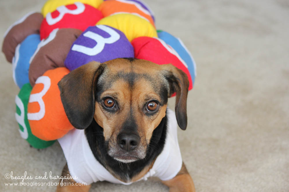 Funny Dog Costumes Funny Dog Costumes