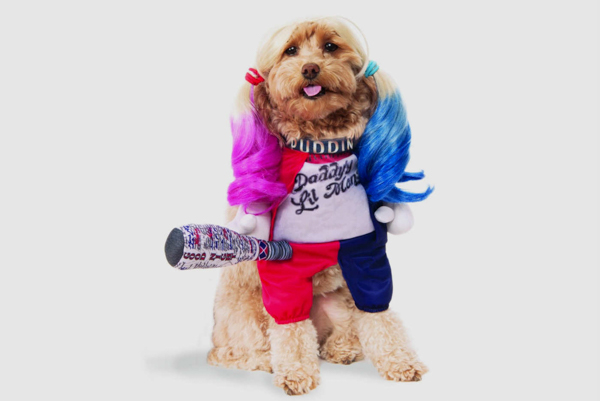 Cute Dogs With Stylish Dog Clothes Bsb Dog Fun