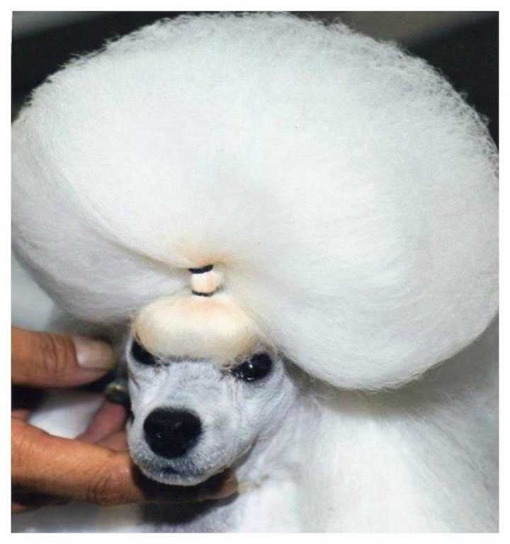 Dog Haircuts Funny Dog Haircuts BSB Funny Dog Hairstyles