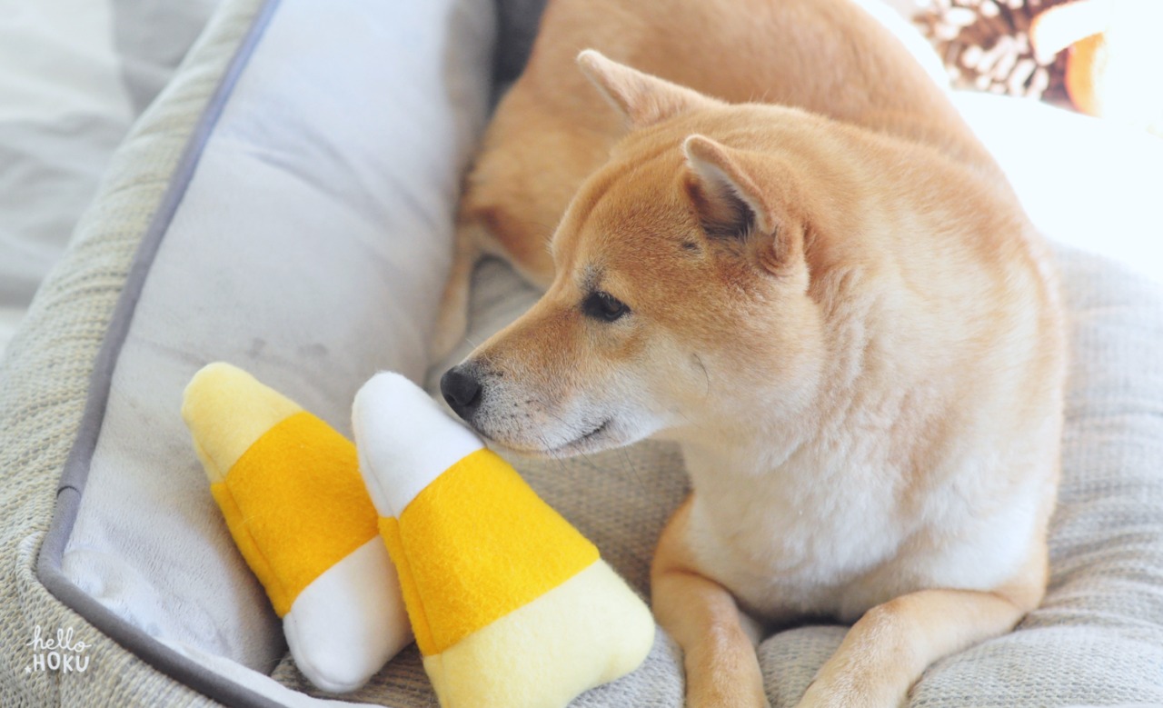 DIY Dog Toys DIY Dog Toys