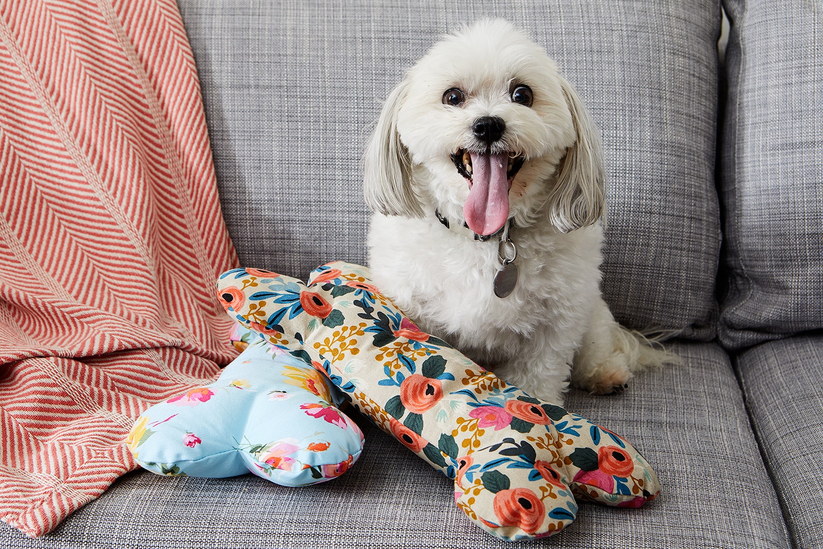 6 super simple DIY dog toys to keep your hound happy - RSPCA South Australia