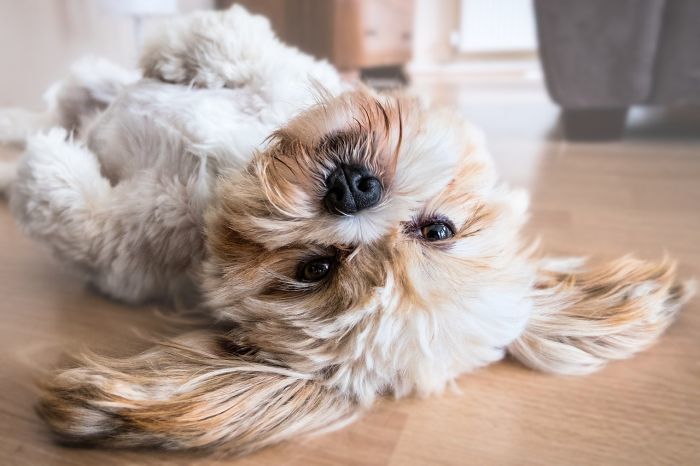 Teddy Bear Dog