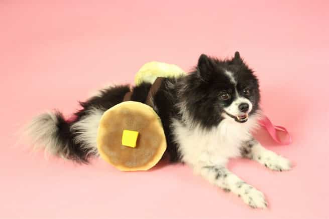 Funny Dog Costumes Funny Dog Costumes