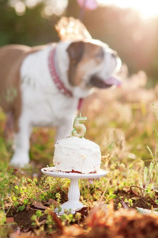 Dog Birthday Cake