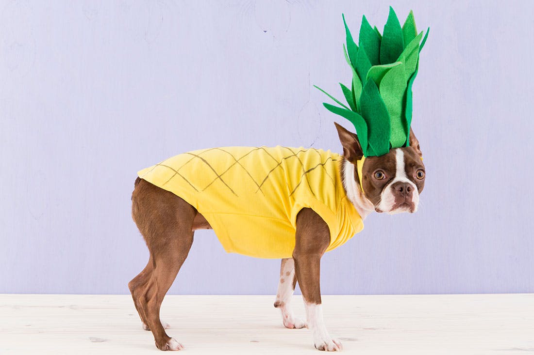 Dog Halloween Costumes