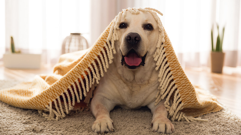 Dog Activities Dog Activities