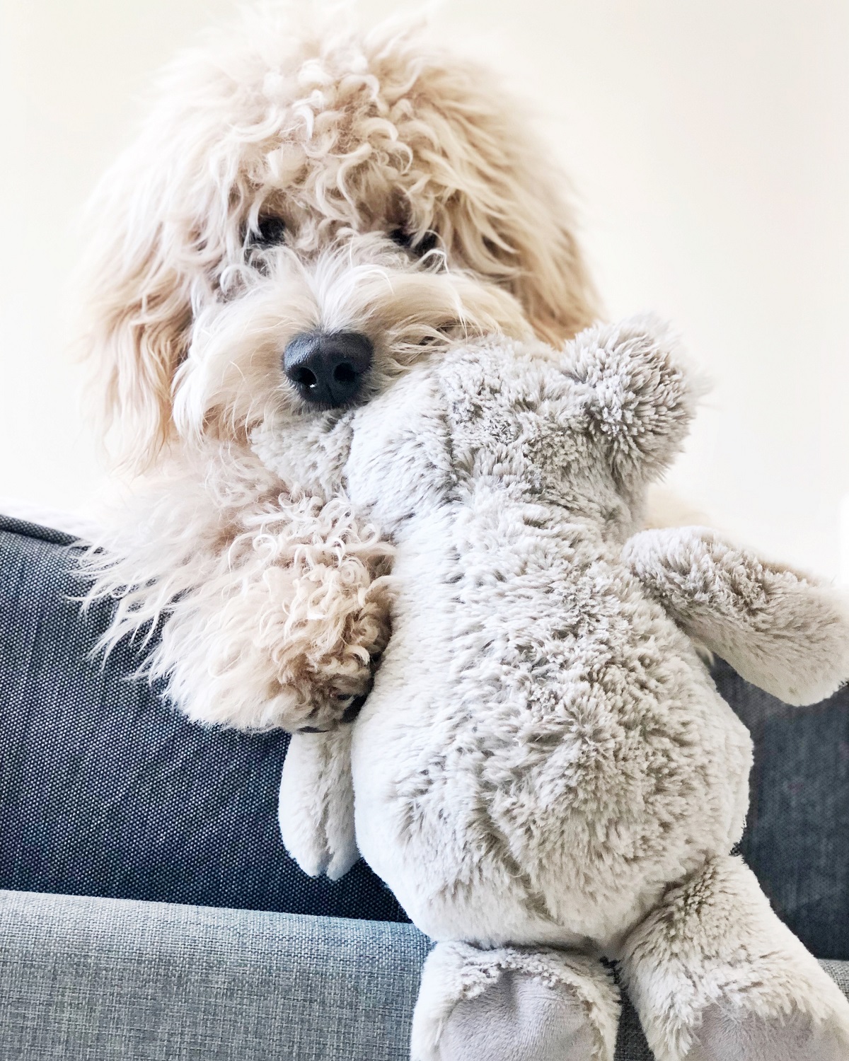 Dog Activities Dog Activities