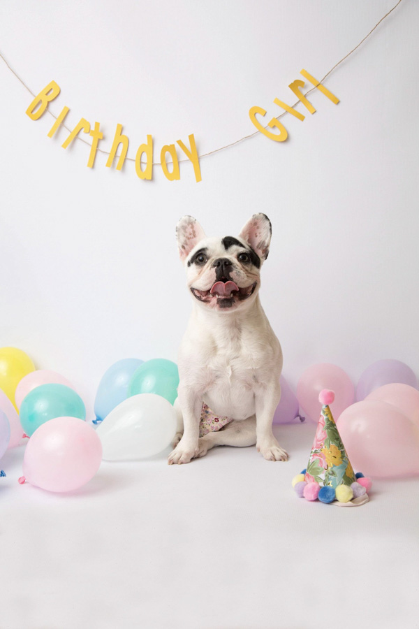 Dog Birthday Cake