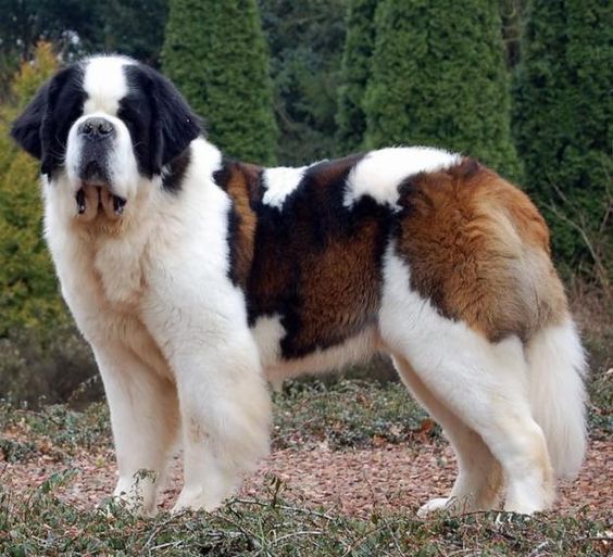 Biggest Dog In The World