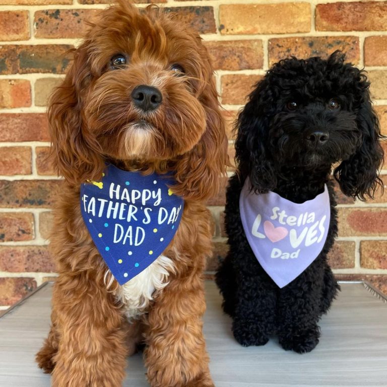 top-200-dog-names-cute-dog-names-you-ll-love-bsb