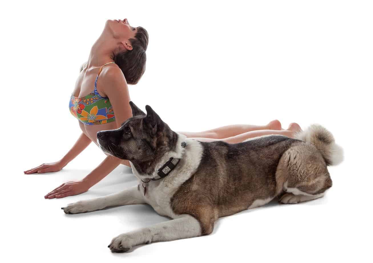 Workout With Your Dog