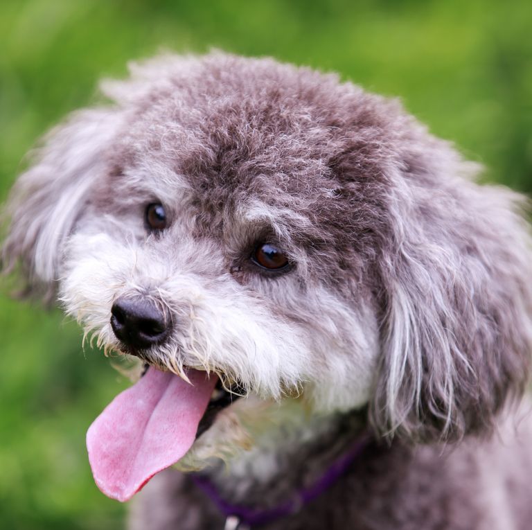 Teddy Bear Dog