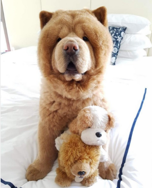 Teddy Bear Dog