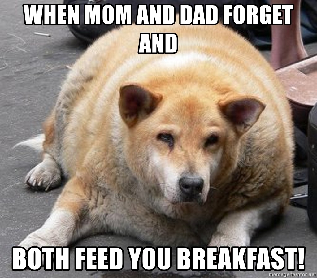 Dad and Dog Meme