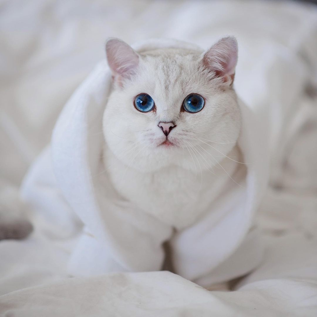 International Cat Day: 8 Famous Cats Of Instagram - BSB
